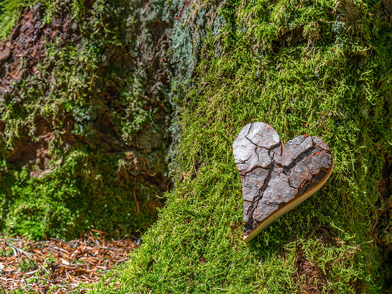 Herz aus Holz an Baumstamm im Wald, Symbol für naturnahe Baumbestattung in Ratzeburg und friedvollen Abschied in der Natur.